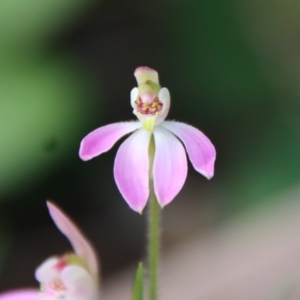 Caladenia carnea at Hughes, ACT - suppressed