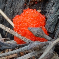 Tubifera ferruginosa Complex (Raspberry Slime) at Stromlo, ACT - 3 Oct 2022 by RobG1