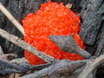 Tubifera ferruginosa Complex (Raspberry Slime) at Stromlo, ACT - 3 Oct 2022 by RobG1