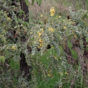 Acacia vestita at Godfreys Creek, NSW - 1 Oct 2022 02:18 PM