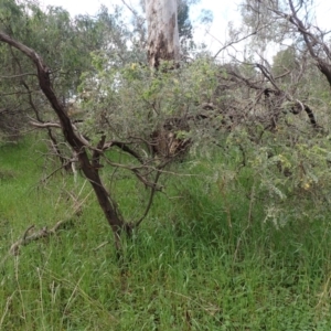 Acacia vestita at Godfreys Creek, NSW - 1 Oct 2022 02:18 PM