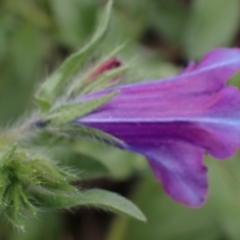 Echium plantagineum at Godfreys Creek, NSW - 1 Oct 2022 02:20 PM