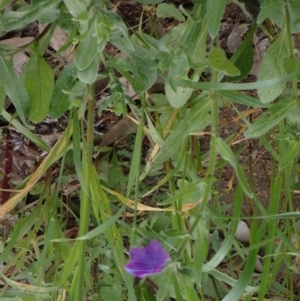 Echium plantagineum at Godfreys Creek, NSW - 1 Oct 2022 02:20 PM