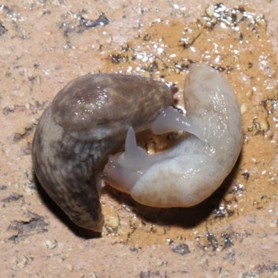 Deroceras reticulatum (Grey Field Slug) at Evatt, ACT - 3 Oct 2022 by TimL