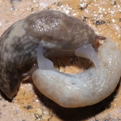 Deroceras reticulatum at Evatt, ACT - 3 Oct 2022 07:41 AM