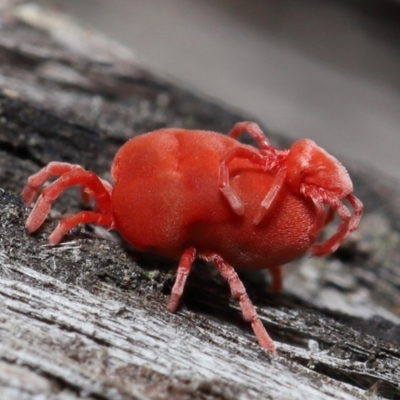 Trombidiidae (family) (Red velvet mite) at ANBG - 2 Oct 2022 by TimL