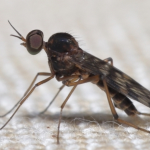 Sylvicola dubius at Evatt, ACT - 3 Oct 2022 07:29 AM