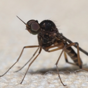 Sylvicola dubius at Evatt, ACT - 3 Oct 2022