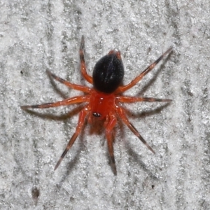 Nicodamidae (family) at Acton, ACT - 31 May 2022 11:28 AM