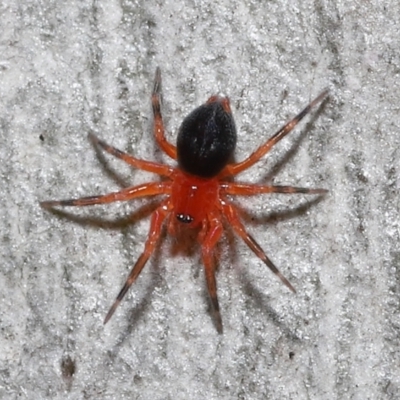 Nicodamidae (family) (Red and Black Spider) at ANBG - 31 May 2022 by TimL