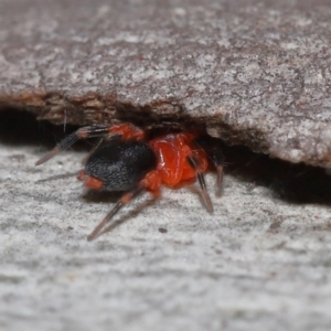 Nicodamidae (family) at Acton, ACT - 31 May 2022 11:28 AM