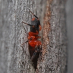 Nicodamidae (family) at Acton, ACT - 31 May 2022 11:28 AM