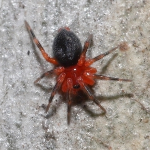 Nicodamidae (family) at Acton, ACT - 31 May 2022 11:28 AM