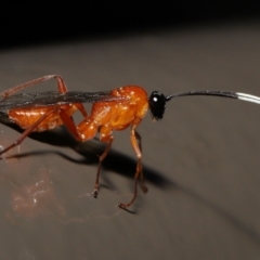 Stiromesostenus sp. (genus) (An ichneumon wasp) at Acton, ACT - 2 Oct 2022 by TimL