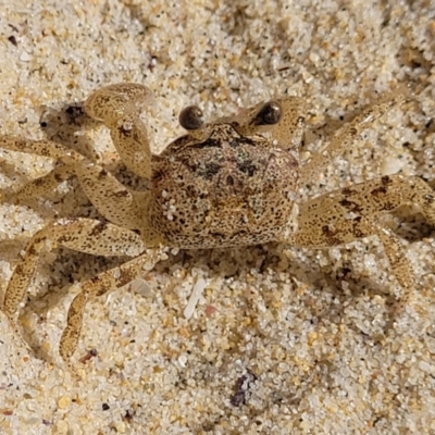 Unidentified Crab at Narrawallee, NSW - 28 Aug 2022 by trevorpreston