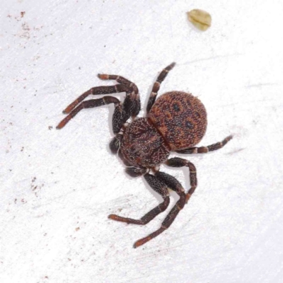 Cymbacha ocellata (Crab spider) at O'Connor, ACT - 2 Oct 2022 by ConBoekel