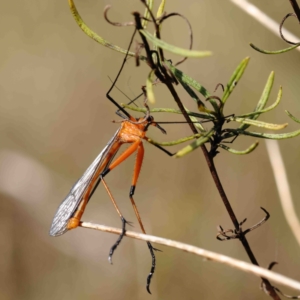 Harpobittacus australis at O'Connor, ACT - 2 Oct 2022