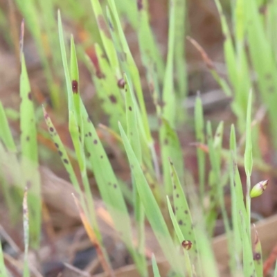 Briza maxima (Quaking Grass, Blowfly Grass) at O'Connor, ACT - 2 Oct 2022 by ConBoekel