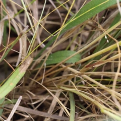 Vulpia sp. at O'Connor, ACT - 2 Oct 2022 02:50 PM