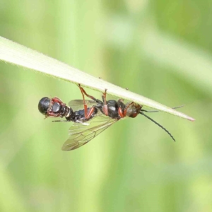 Thynninae (subfamily) at O'Connor, ACT - 2 Oct 2022