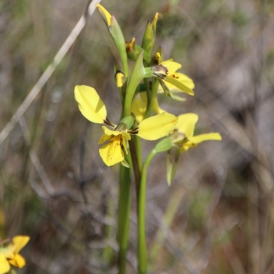 Diuris sp. (hybrid) (Hybrid Donkey Orchid) at Watson, ACT - 3 Oct 2022 by petersan