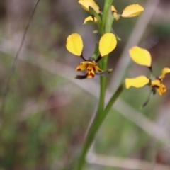 Diuris pardina (Leopard Doubletail) at Watson, ACT - 29 Sep 2022 by petersan