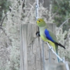 Neophema chrysostoma (Blue-winged Parrot) at Mystic Park, VIC - 2 Oct 2022 by Liam.m