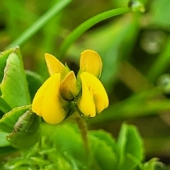 Medicago polymorpha (Burr Medic) at Crace Grasslands - 4 Oct 2022 by trevorpreston