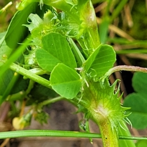 Medicago polymorpha at Mitchell, ACT - 4 Oct 2022