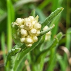 Pseudognaphalium luteoalbum (Jersey Cudweed) at Mitchell, ACT - 4 Oct 2022 by trevorpreston