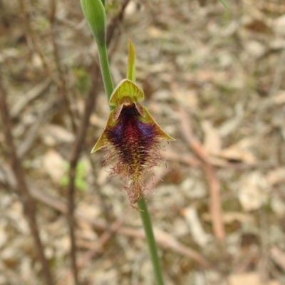 Calochilus platychilus (Purple Beard Orchid) at Temora, NSW - 3 Oct 2022 by Liam.m