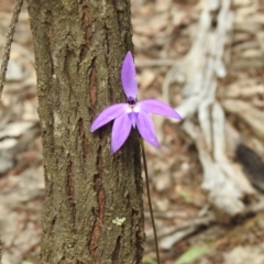 Glossodia major (Wax Lip Orchid) at Temora, NSW - 3 Oct 2022 by Liam.m