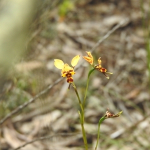 Diuris goonooensis at suppressed - 3 Oct 2022