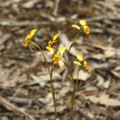 Diuris goonooensis at suppressed - 3 Oct 2022