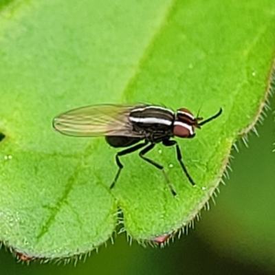 Poecilohetaerus aquilus (A lauxaniid fly) at Mitchell, ACT - 3 Oct 2022 by trevorpreston