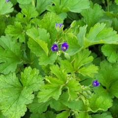 Erodium crinitum at Mitchell, ACT - 4 Oct 2022