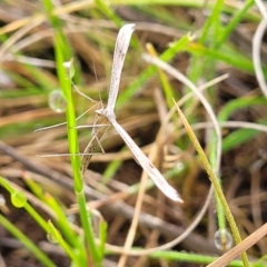 Pterophoridae (family) at Mitchell, ACT - 3 Oct 2022 by trevorpreston