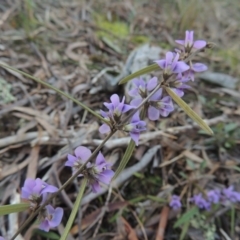 Hovea heterophylla at Crace, ACT - 27 Aug 2022