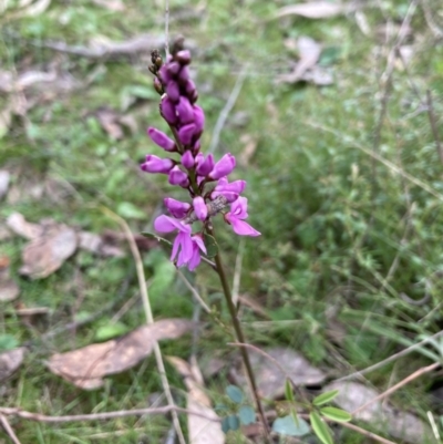 Indigofera australis subsp. australis (Australian Indigo) at Molonglo Valley, ACT - 3 Oct 2022 by Jenny54