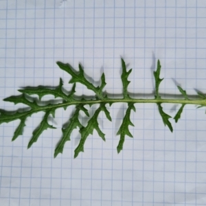 Senecio hispidulus at Isaacs, ACT - 4 Oct 2022