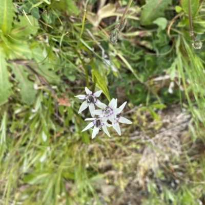 Wurmbea dioica subsp. dioica (Early Nancy) at Throsby, ACT - 4 Oct 2022 by simonstratford