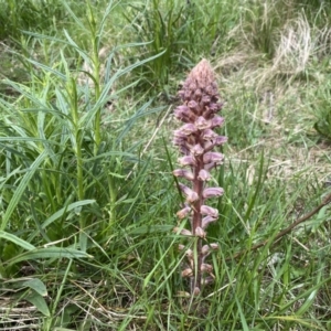 Orobanche minor at Watson, ACT - 3 Oct 2022