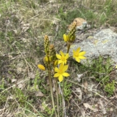 Bulbine bulbosa (Golden Lily) at Watson, ACT - 3 Oct 2022 by simonstratford