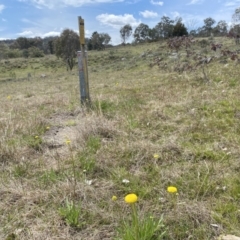 Craspedia sp. (Billy Buttons) at Watson, ACT - 3 Oct 2022 by simonstratford