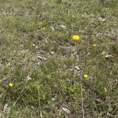 Craspedia sp. (Billy Buttons) at Watson, ACT - 3 Oct 2022 by simonstratford