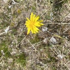 Microseris walteri (Yam Daisy, Murnong) at Watson, ACT - 3 Oct 2022 by simonstratford