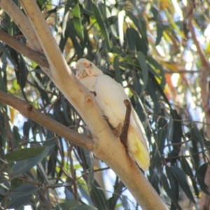 Cacatua tenuirostris X sanguinea at Cook, ACT - 22 Jan 2021