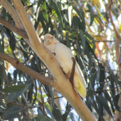 Cacatua tenuirostris X sanguinea (Long-billed X Little Corella (Hybrid)) at Cook, ACT - 21 Jan 2021 by Birdy