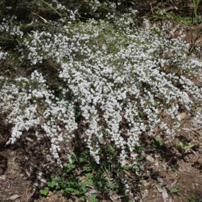 Micromyrtus ciliata (Fringed Heath-myrtle) at Paddys River, ACT - 3 Oct 2022 by Birdy