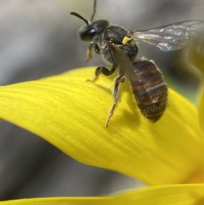 Lasioglossum sp. (genus) (Furrow Bee) at Bango, NSW - 30 Sep 2022 by AJB